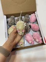 اسباب بازی موش کوکی برای گربه ها